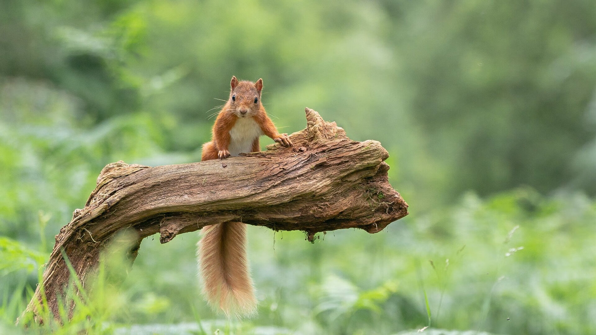黄鸭逆羽，泰国混双奇迹逆转法国，用信念击碎不可能
