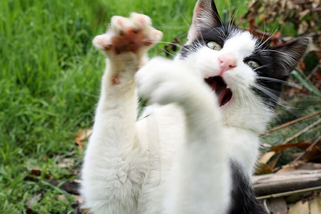 钢铁之师踏破冰封海岸!德罗赞末节灵魂燃烧,公牛横扫快船启示录