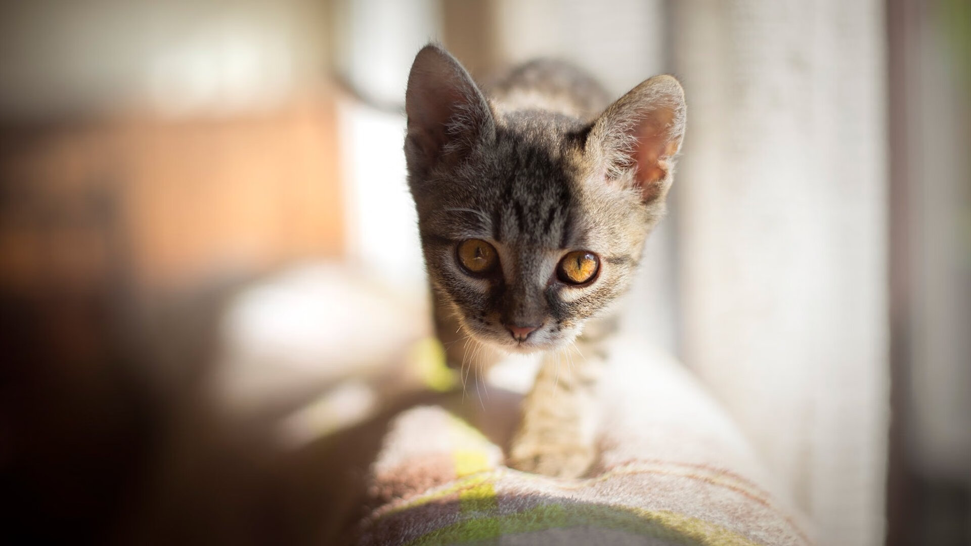 骑士上演惊天逆转,陶汉林异国扛鼎,达拉斯黯然失色