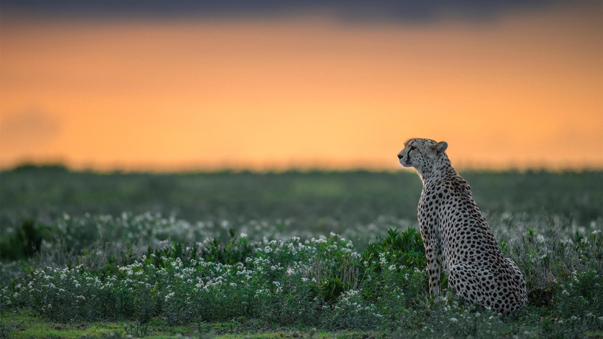 冰与火的交响,英格拉姆稳定输出如机器,森林狼苏醒掀翻活塞