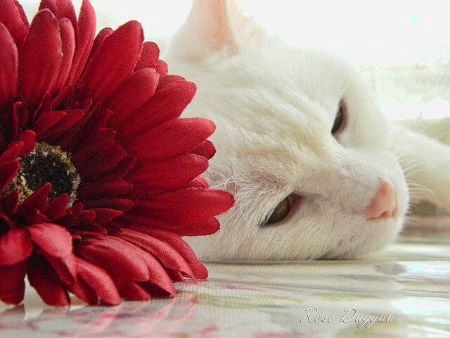 深圳队书写亚洲篮球新篇，客胜活塞创纪录，杰伦格林0.3秒绝杀成关键先生