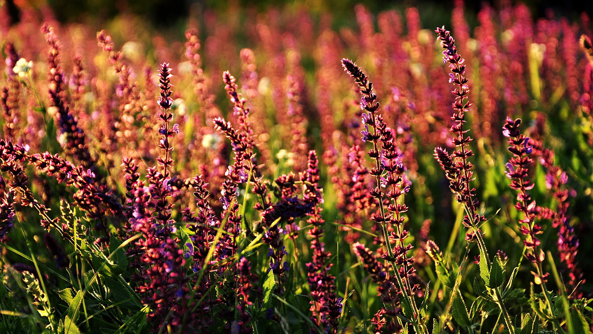 欧文关键先生模式全开，凯尔特人突破热火的炼狱与涅槃
