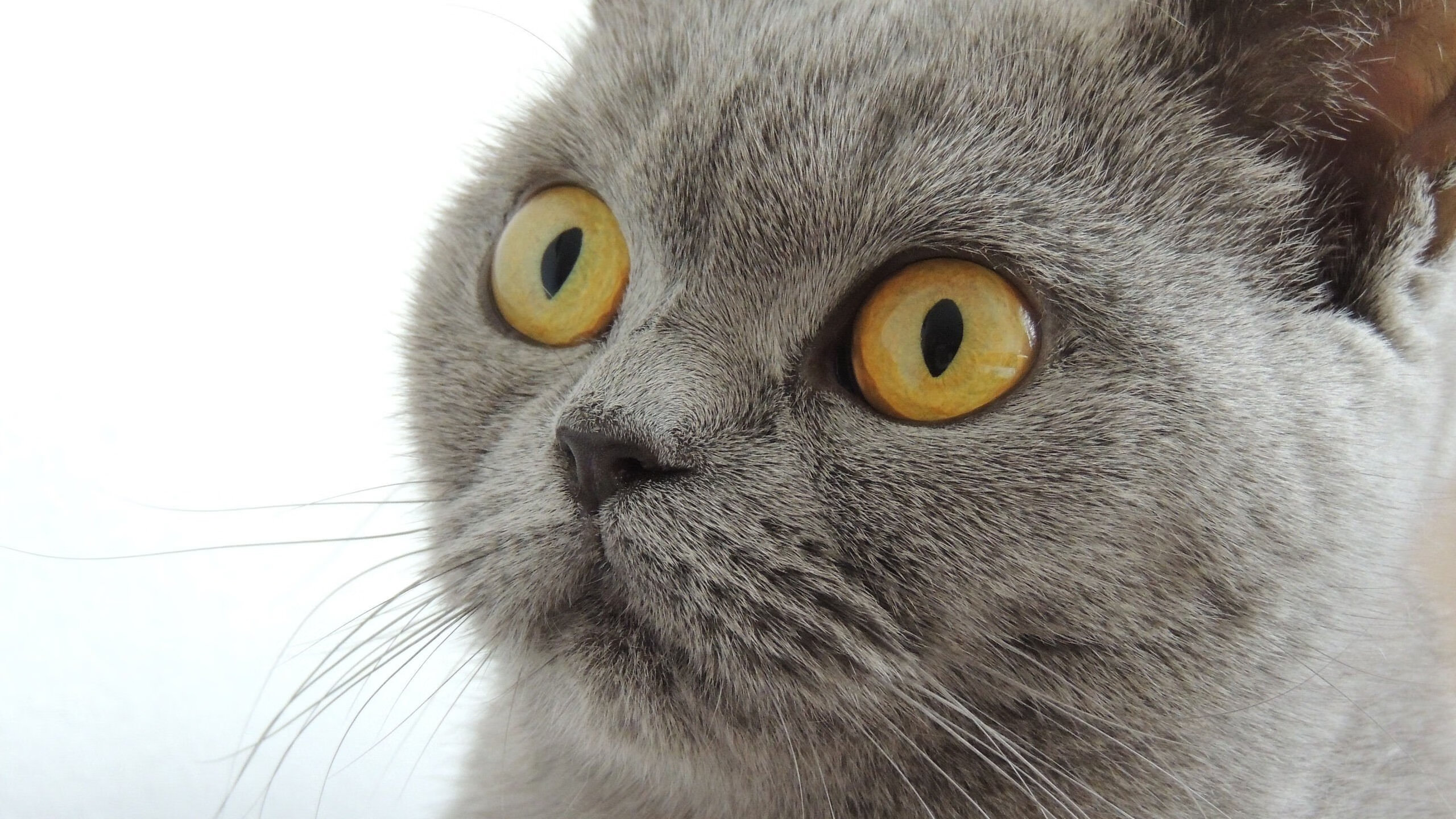 撕裂防线，终结王朝，保罗36+12率雄鹿攻克金州