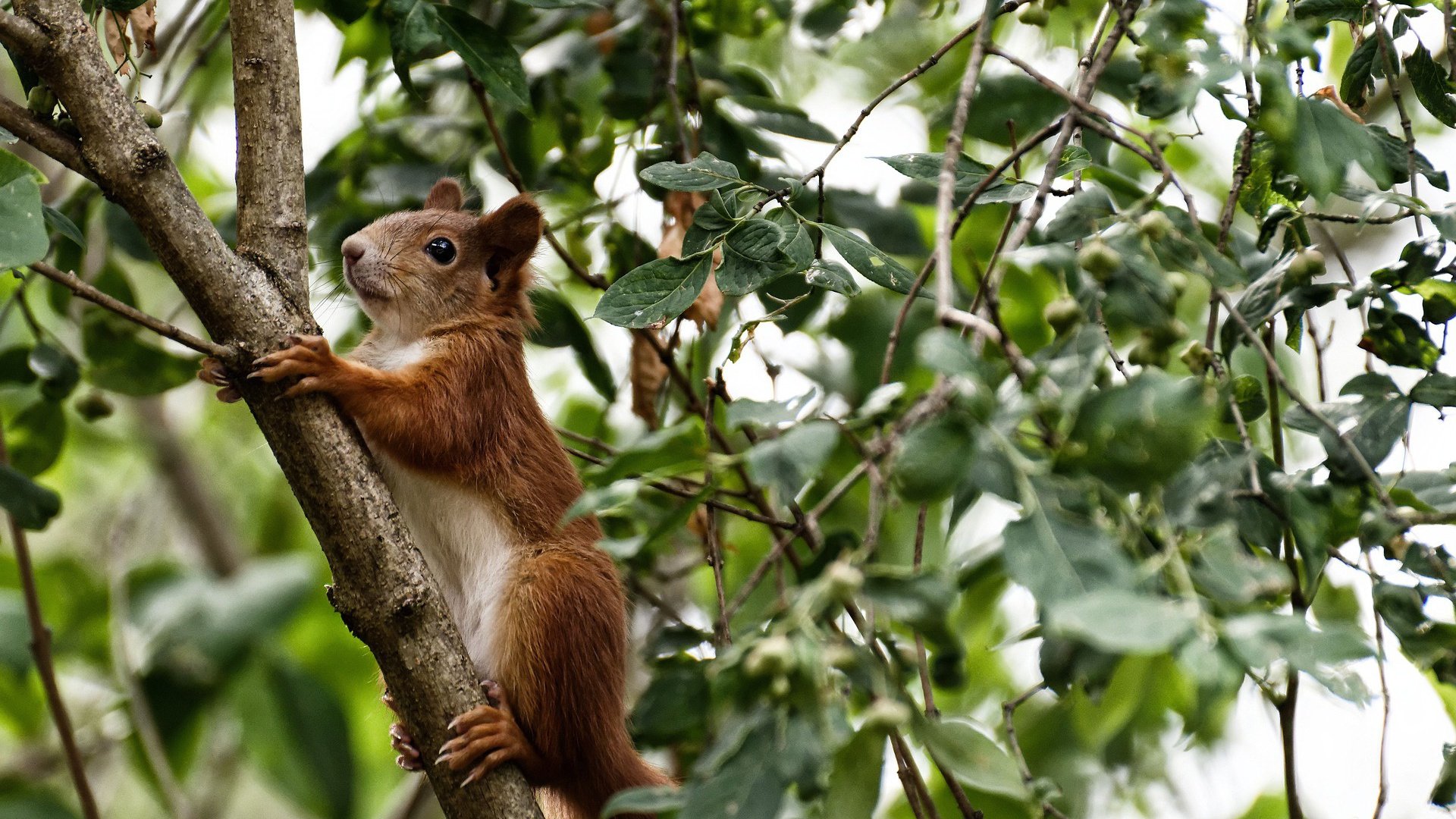 铁骑破申城,米切尔关键时刻的致命华尔兹