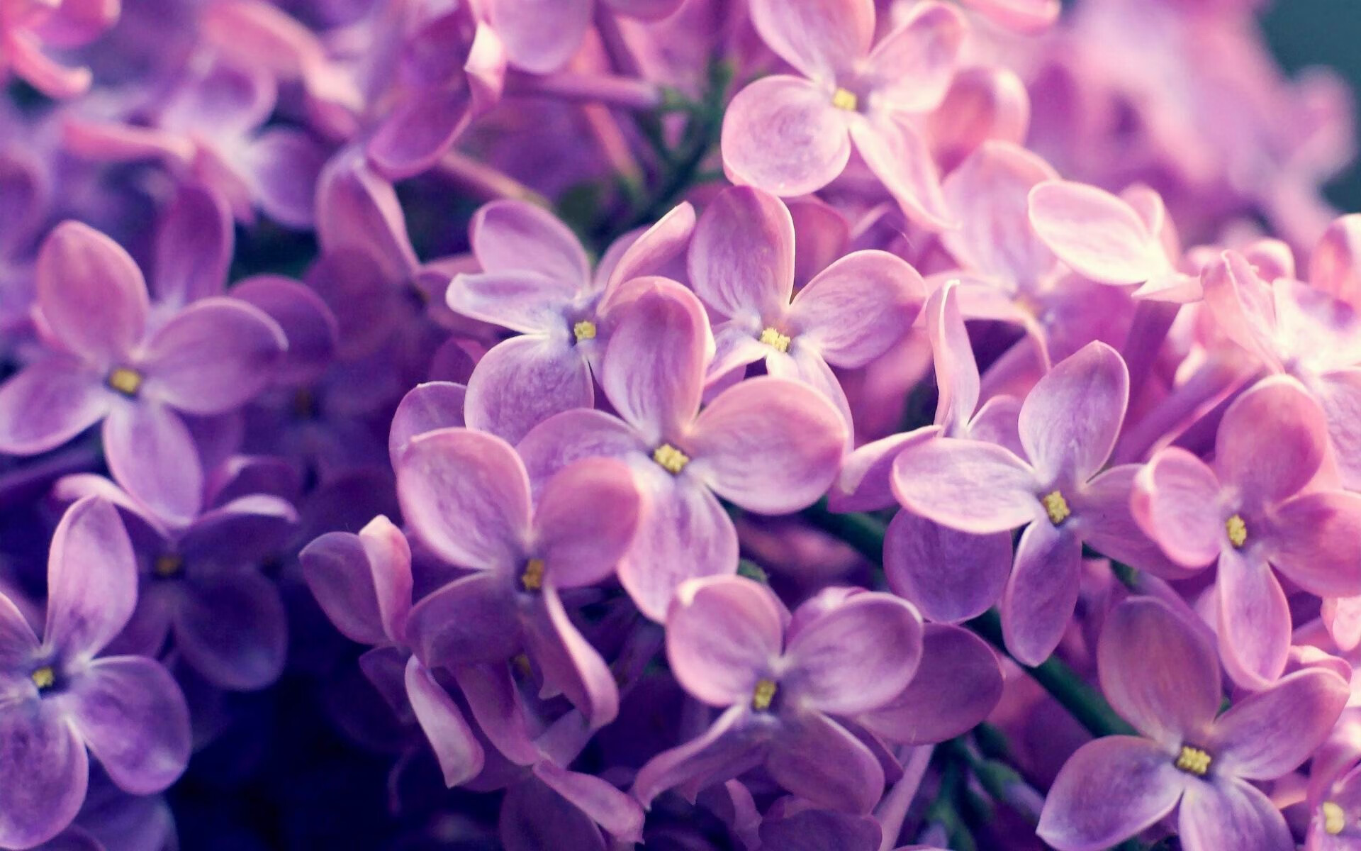 绿洲风暴席卷白云之乡,若日尼奥一锤定音,阿尔及利亚力克新西兰