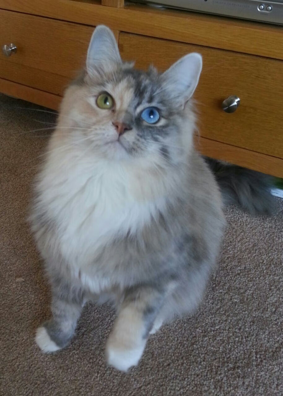 爱游戏体育-双重奏，当哈兰德与阿尔及利亚一同鸣响进攻的号角