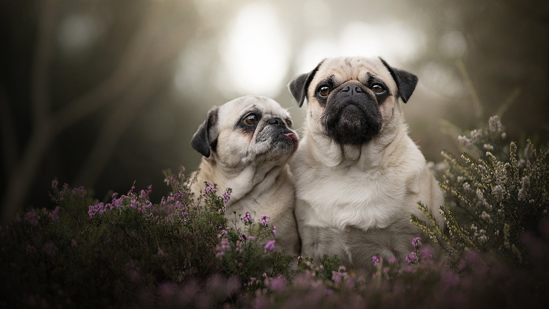 爱游戏下载-2026世界杯之夜，当福登的脚尖碰碎了玻璃的叹息