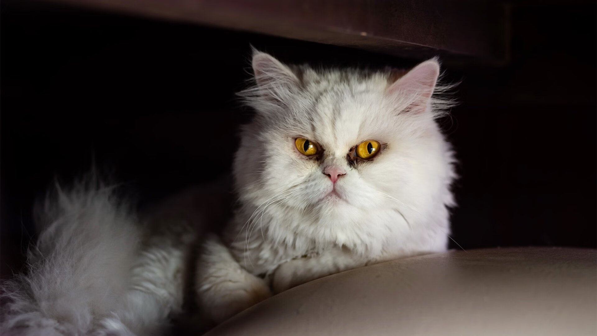 巨人倒在矮墙前，威尔士用精密战术与阿劳霍的魔法，击溃尼日利亚的肌肉森林