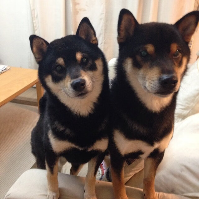 切特38分打穿北京防线!临时加盟热火,他竟成海外赛关键先生