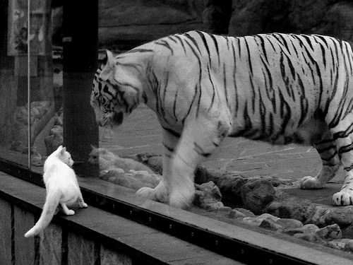 天山雪崩!新疆飞虎冲垮NBA灰熊防线,哈登冷血三分上演东方征服者传奇