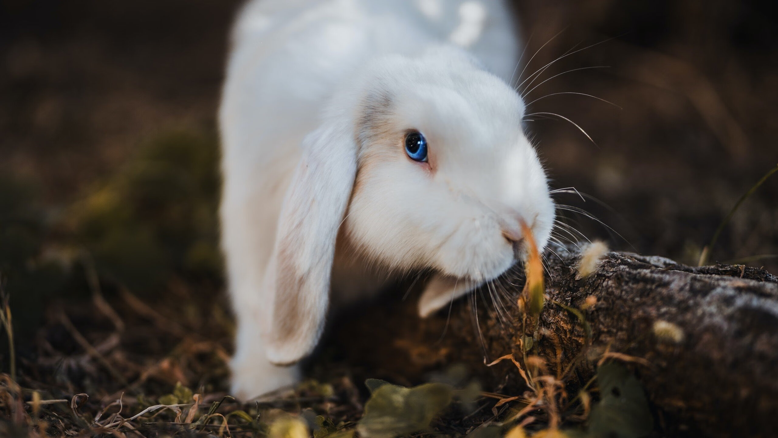 特奥·埃尔南德斯，七分钟的神迹，一个人扛起整个阿尔及利亚的脊梁