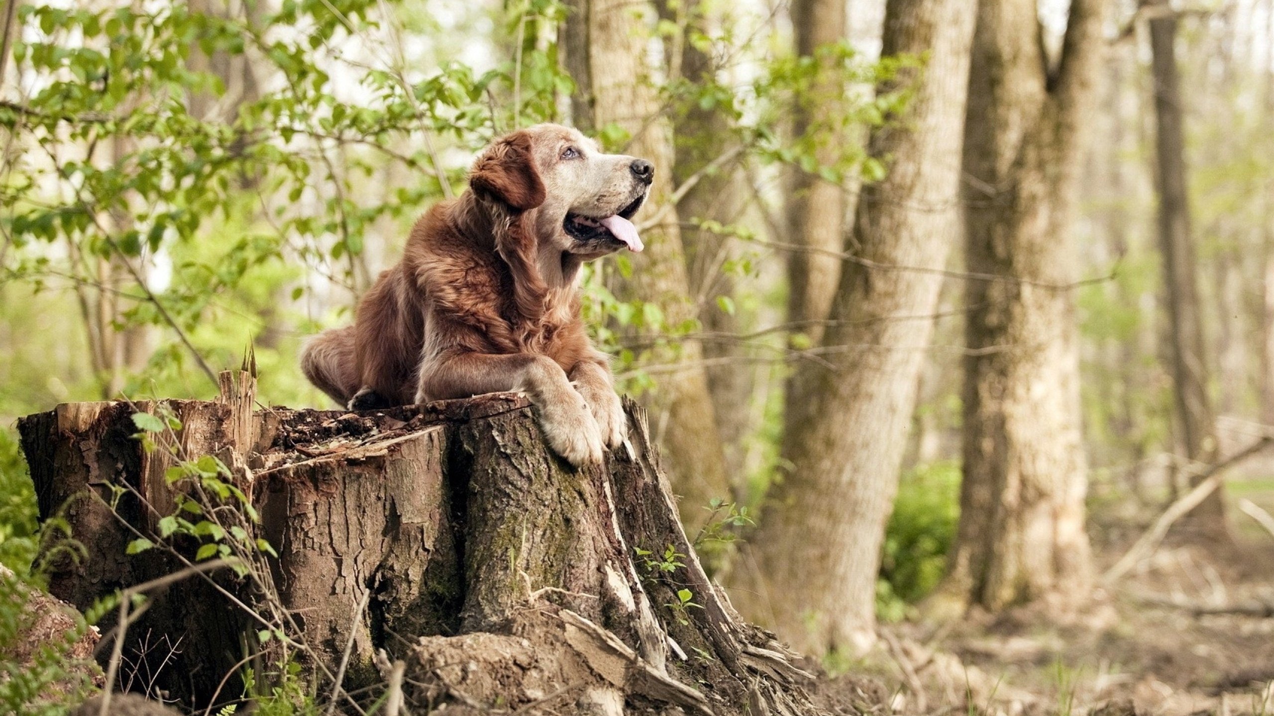 谁才是最亮的星?