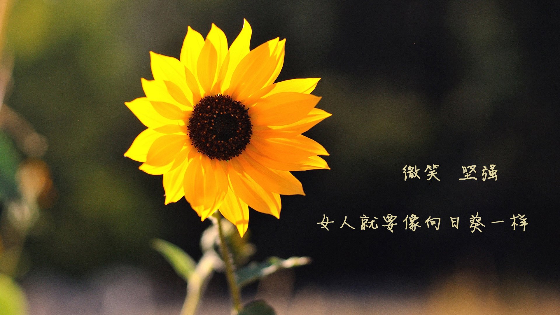烽火南美,2026世界杯八分之一决战,智利绝境重生,莱万孤星闪耀改写宿命